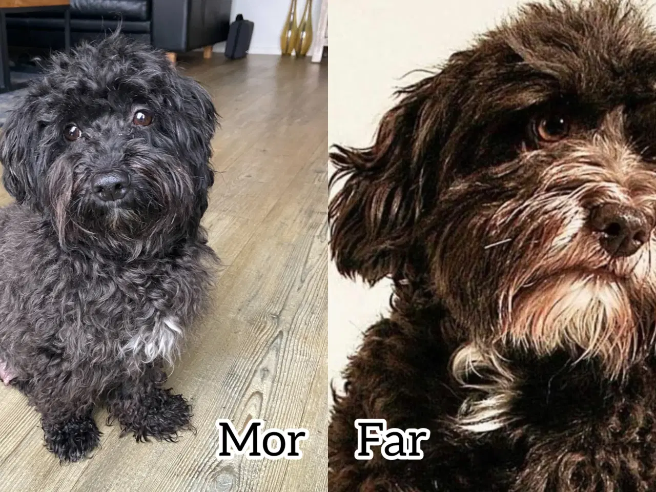 Billede 1 - Bichon havanaise hvalpe med stamtavle 