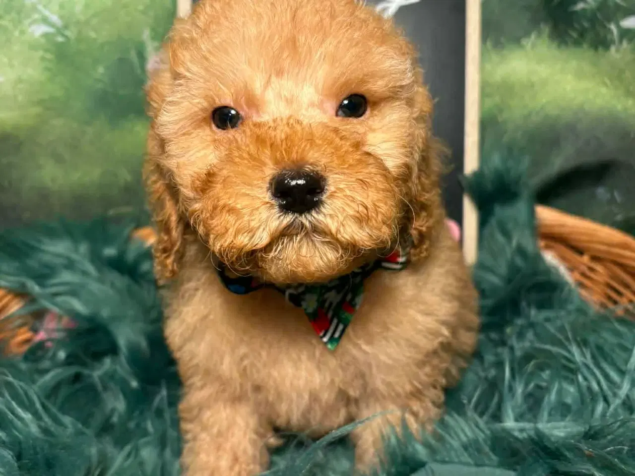 Billede 4 - Skønne røde Doodldoodle hvalpe 