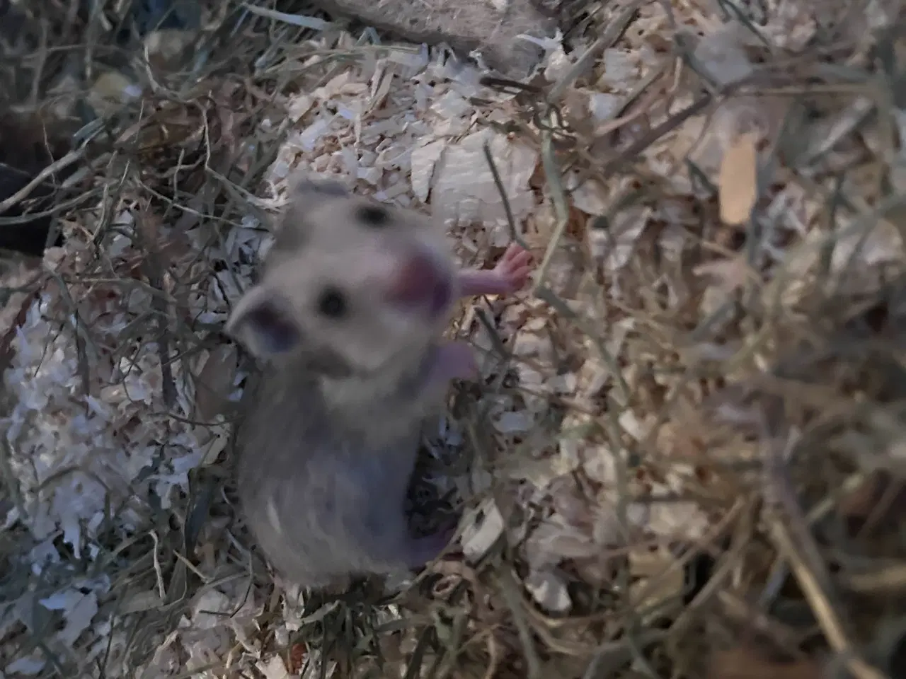 Billede 1 - Sibiriske Guldhamster Unger