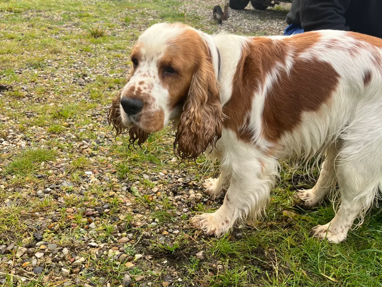 Billede 2 - Cocker spaniel . Engelsk han avl