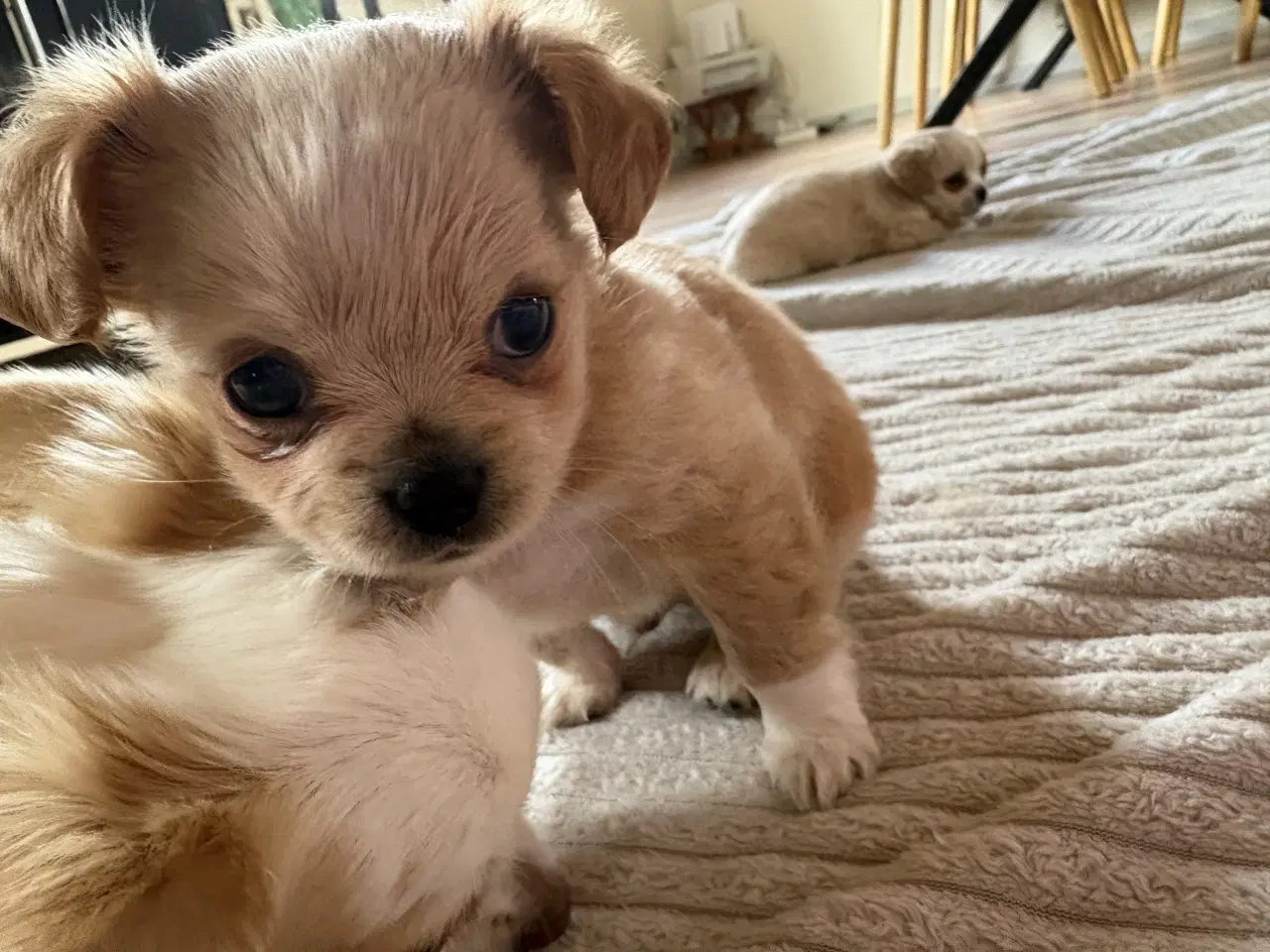 Billede 13 - hunde valpe