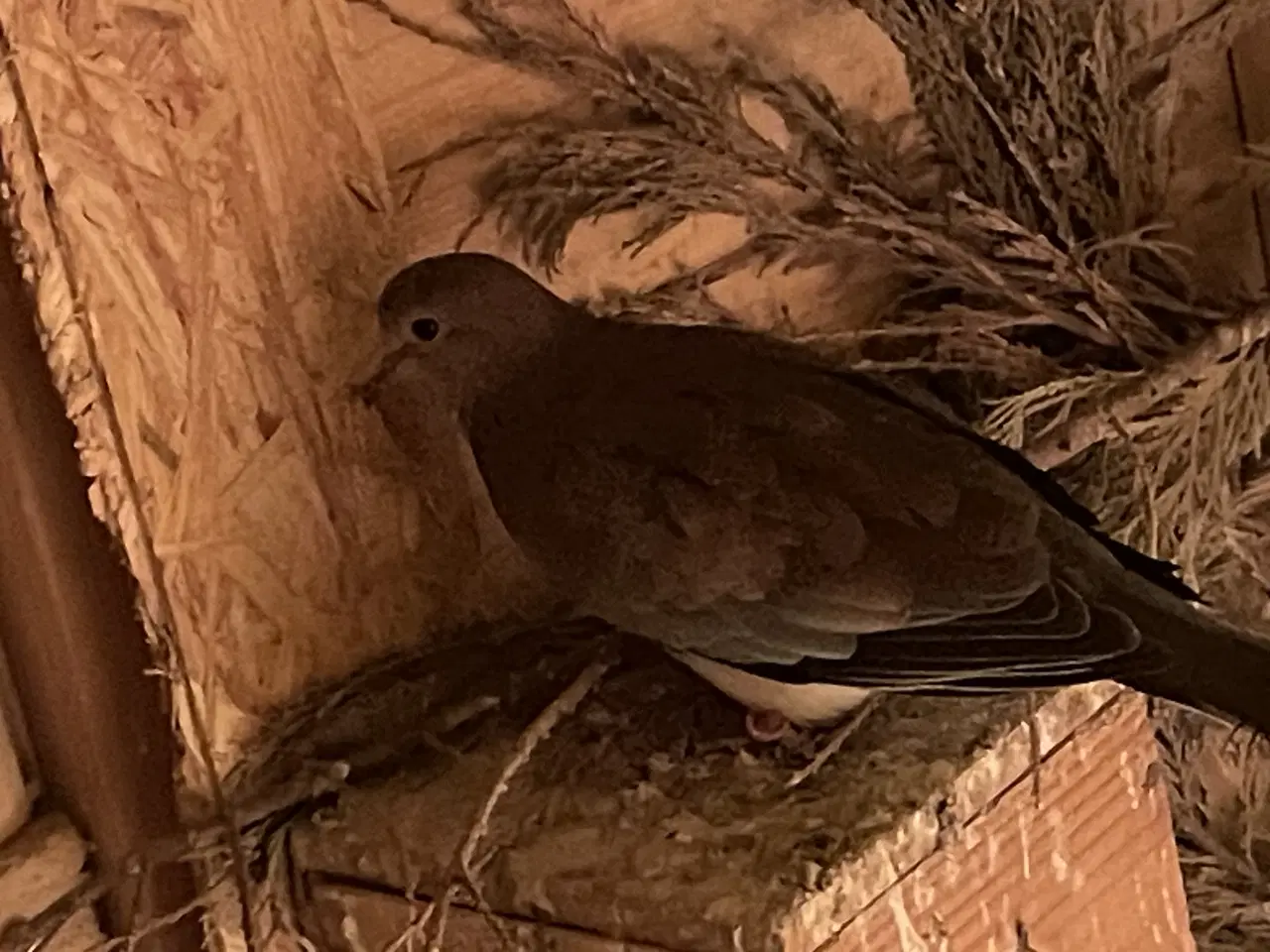 Billede 2 - Sælger forskellige fugle sammen