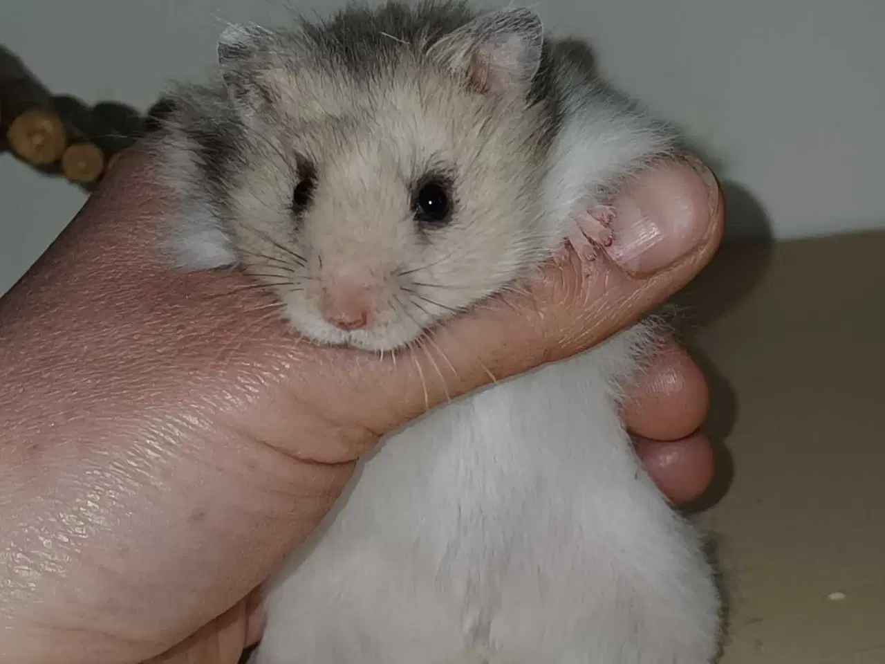 Billede 1 - Guldhamster unger