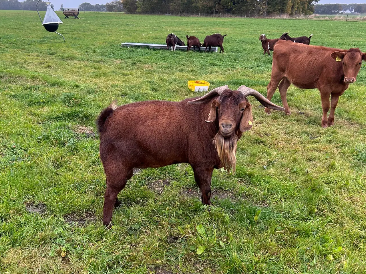 Billede 1 - Boerged