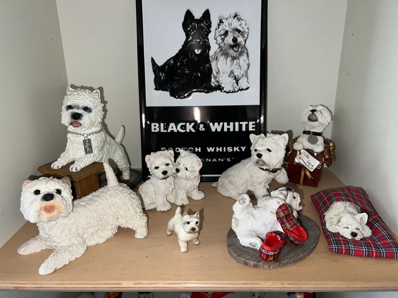 Billede 3 - West highland white terrie div.