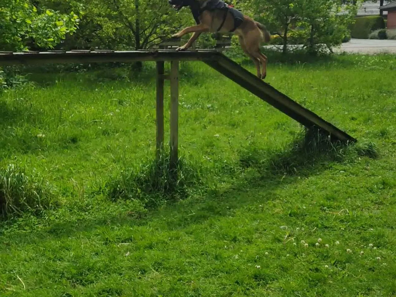 Billede 6 - (SØGER) 👈🏻👉🏻 Belgisk Malinois 