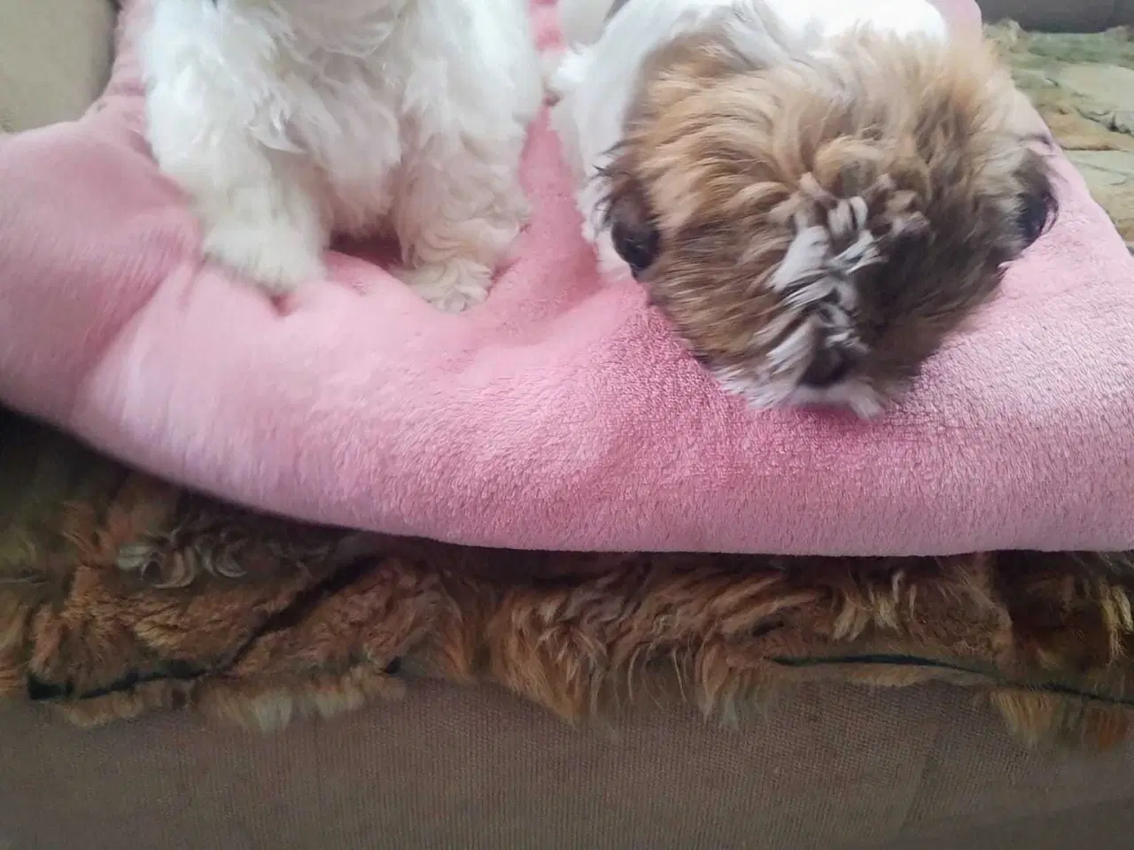 Billede 2 - Tu vidunderlige Shih Tzu