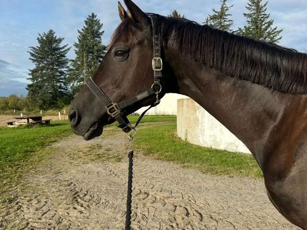 Billede 1 - Smuk vallak 