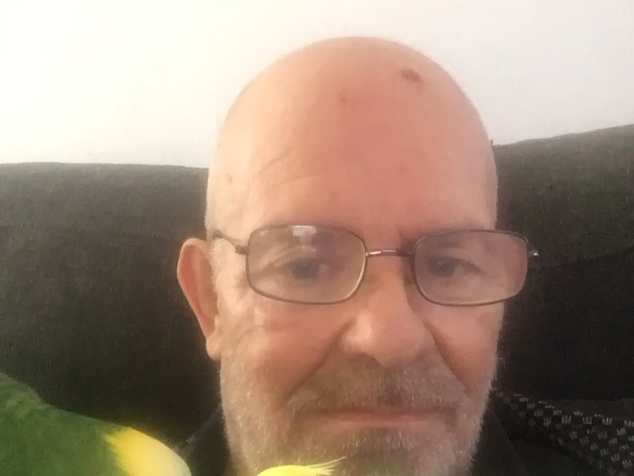 Billede 2 - Amazone papegøje 