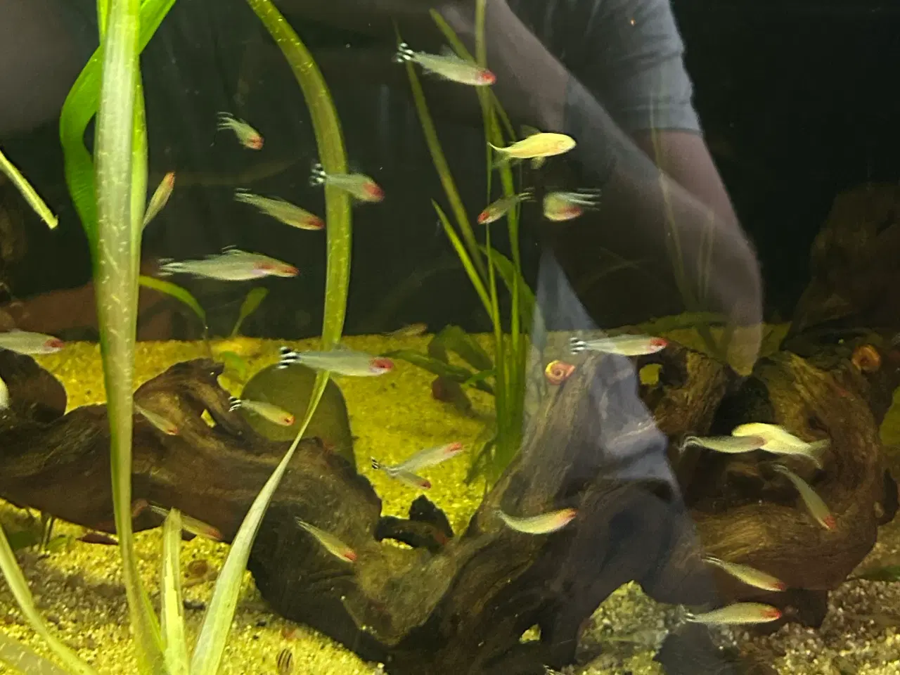 Billede 5 - 🔥🐟 Rødnæsetetra – perfekte stimefisk til akvarie