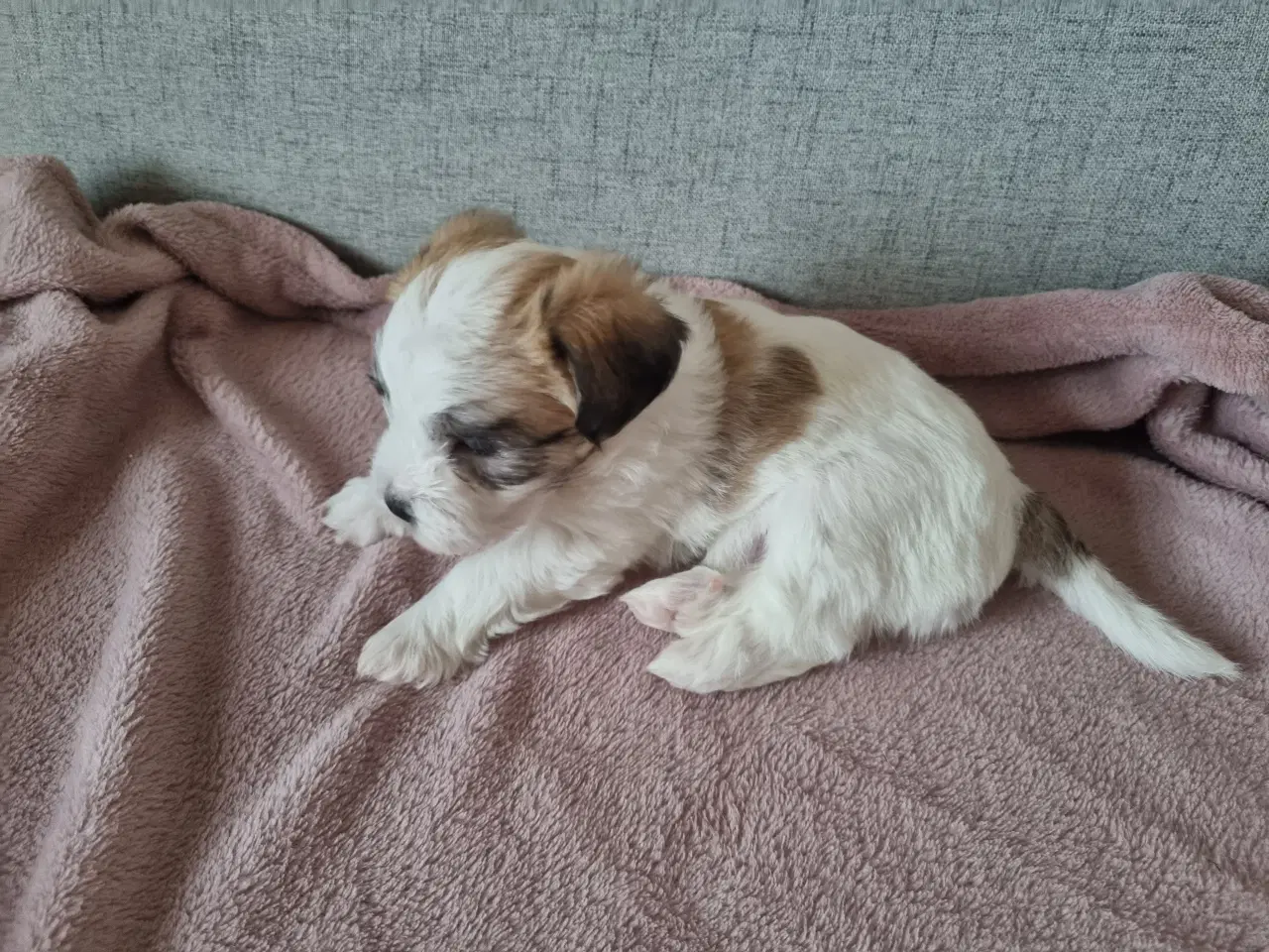 Billede 4 - Jack russell terrier/ Malteser 