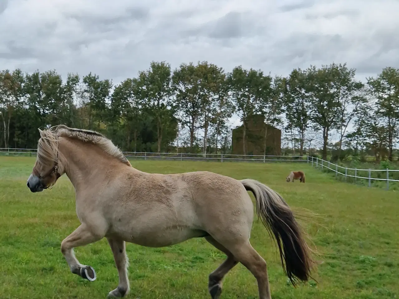 Billede 1 - Part søges til fjordhest