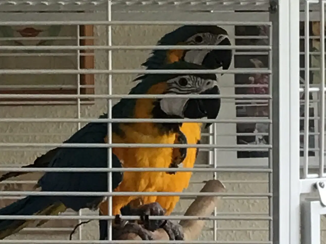 Billede 7 - Ara papegøje gul og blå