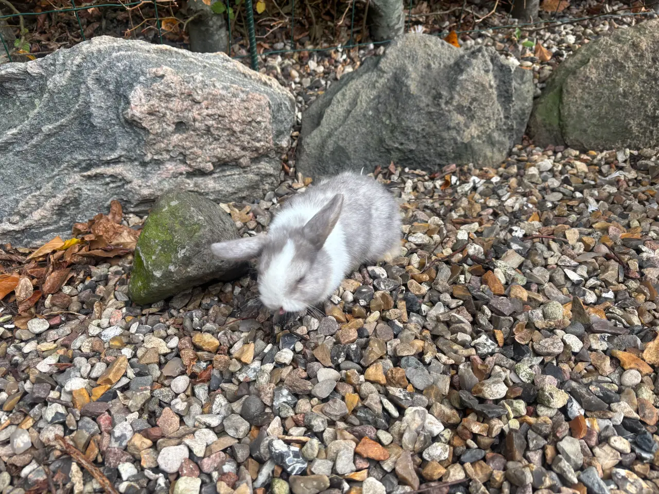 Billede 6 - Minilop kanin