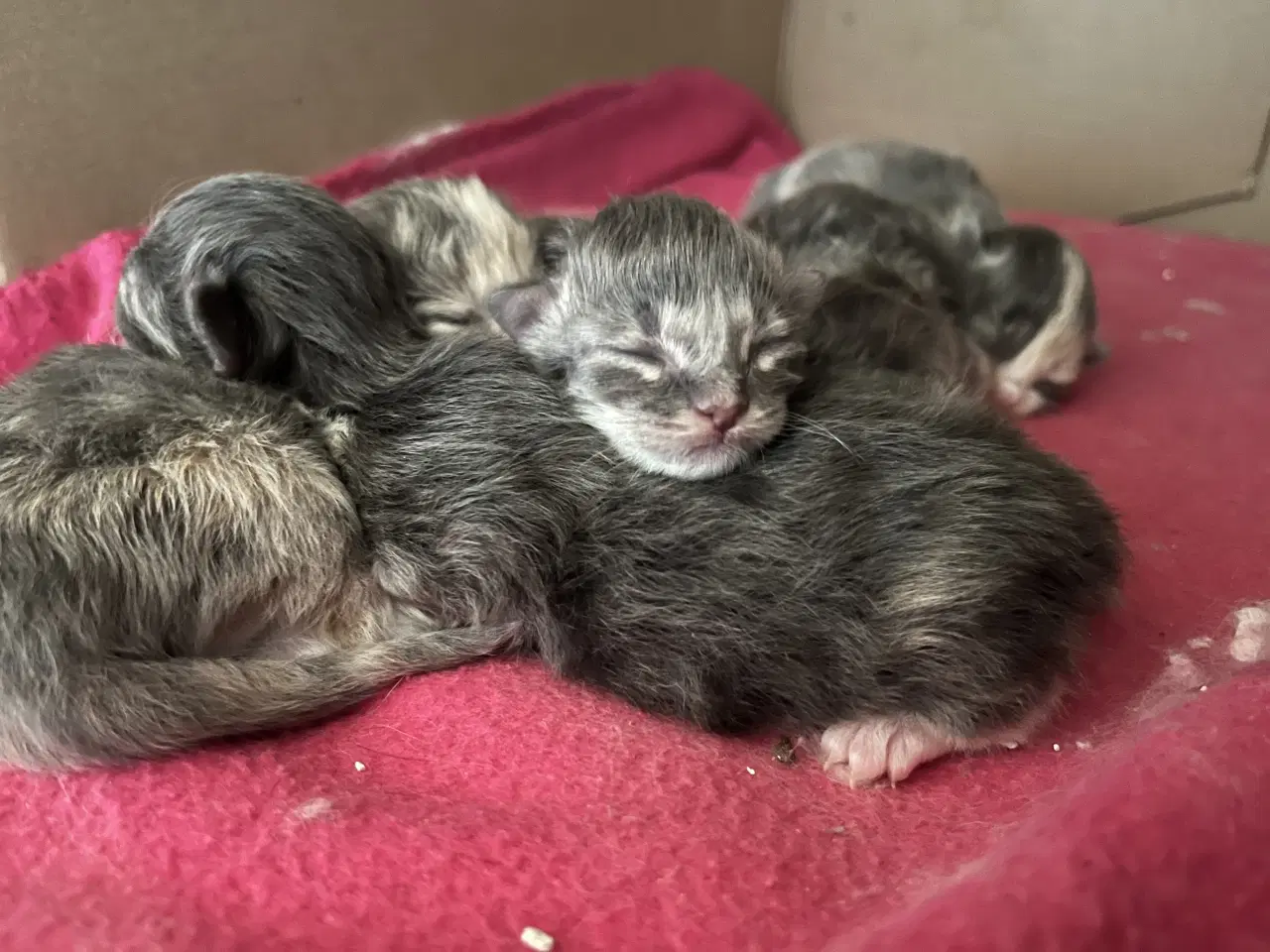 Billede 8 - Vamsede blandingskillinger 