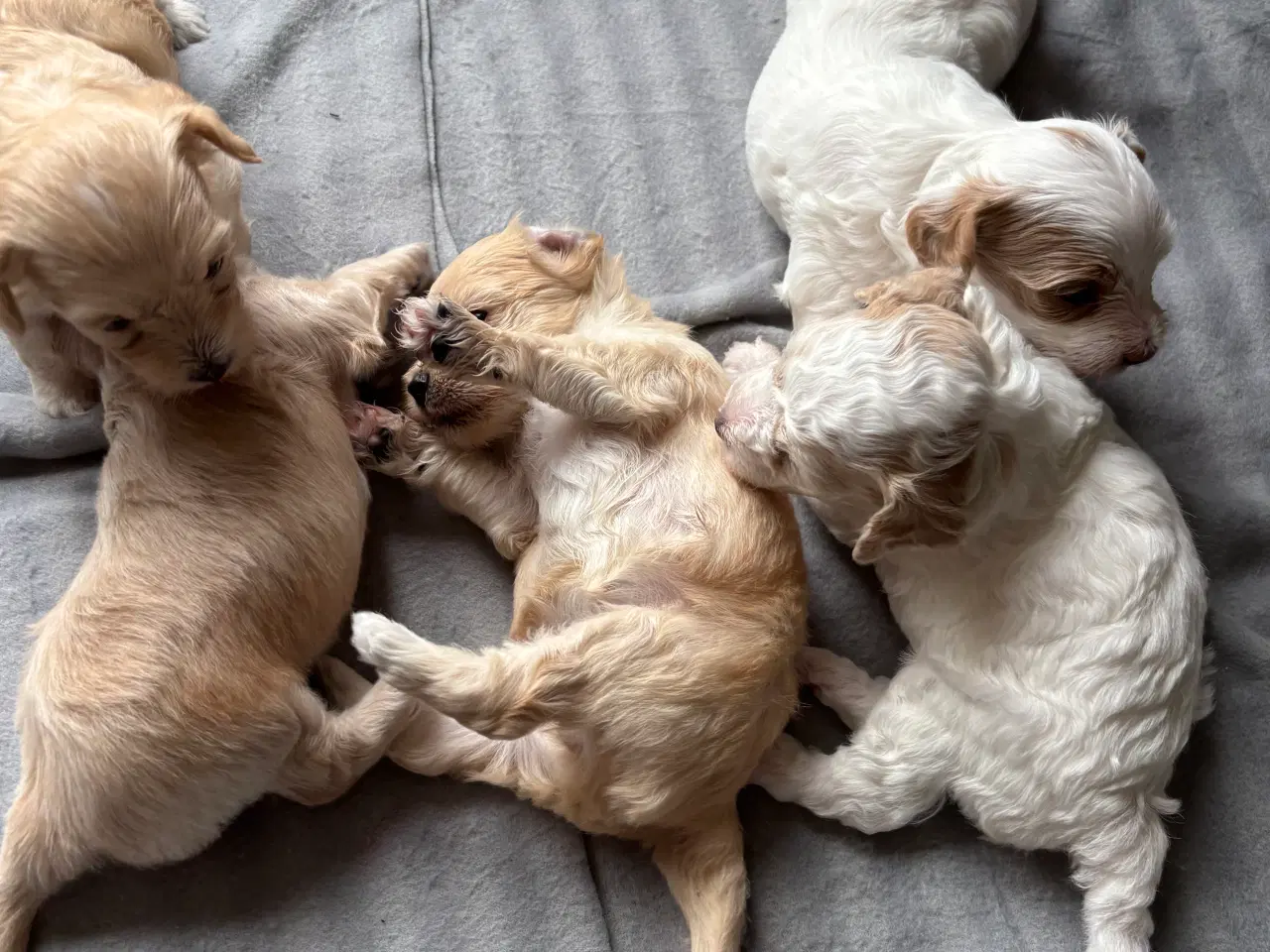 Billede 3 - Skønneste hundehvalpe, Bichonpoo/Doodle 