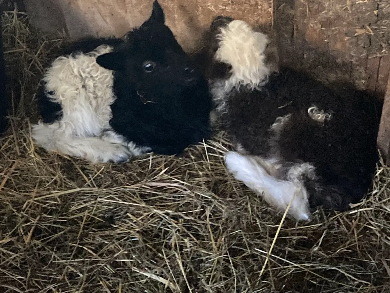 Billede 2 - 4 Gimmer lam spælsau 