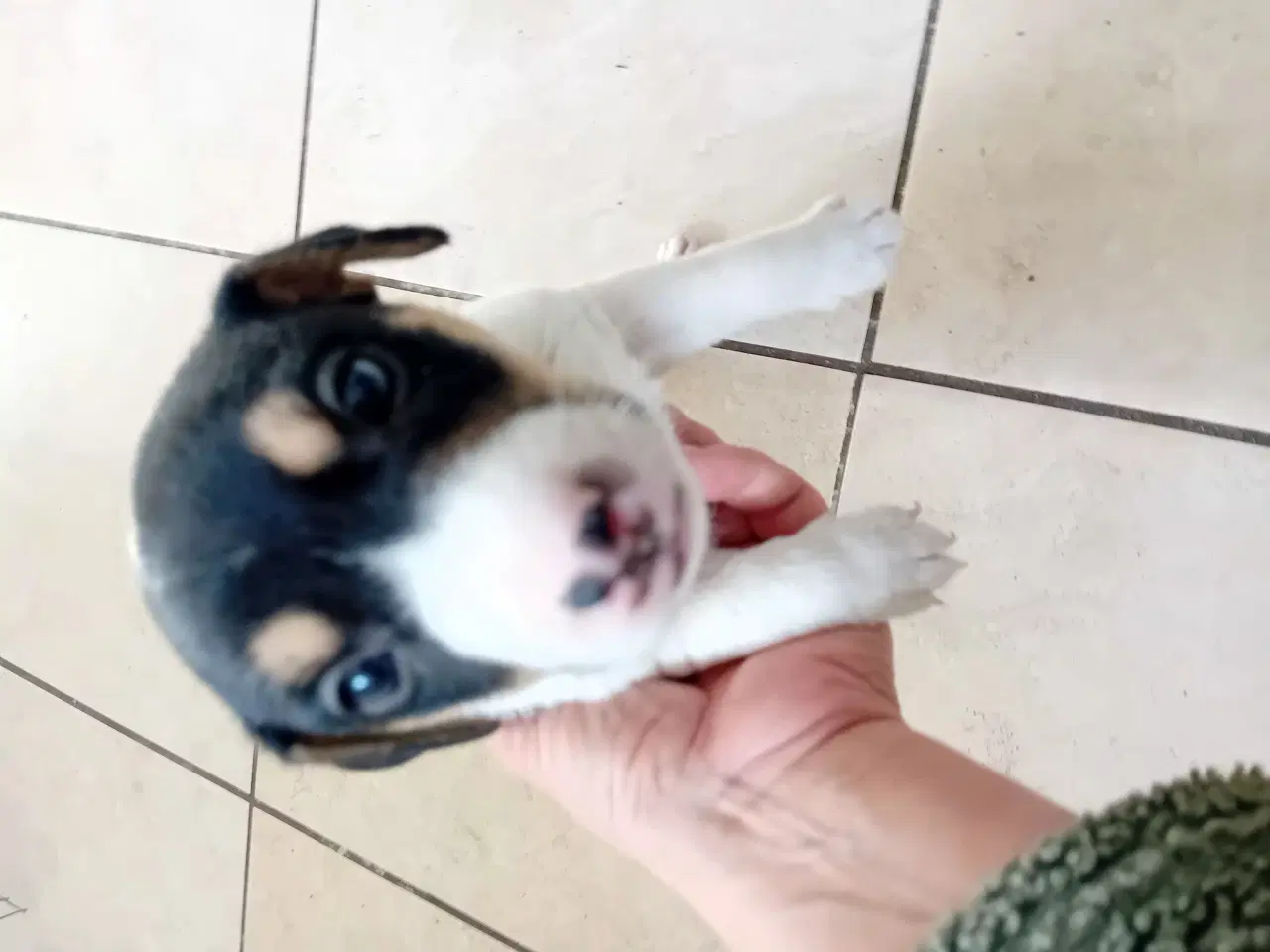 Billede 1 - Jack Russell terrier/Parson Russell terrier 