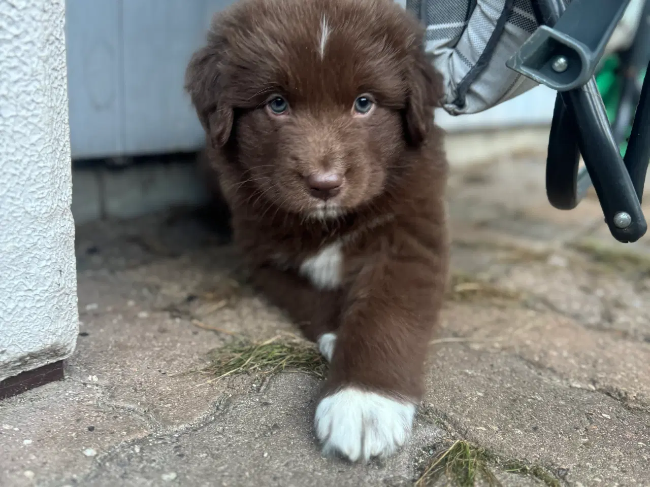 Billede 2 - Australian shepherd/newfoundlænder hvalpe