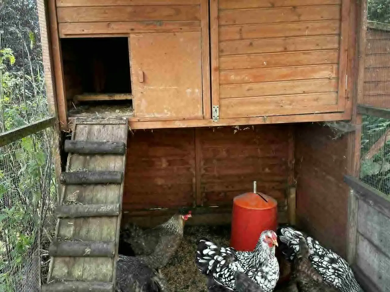 Billede 1 - 14 Høns grønlægger, sælges samlet.