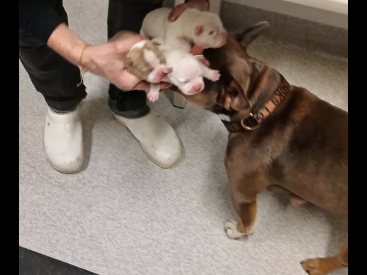 Billede 13 - American bully