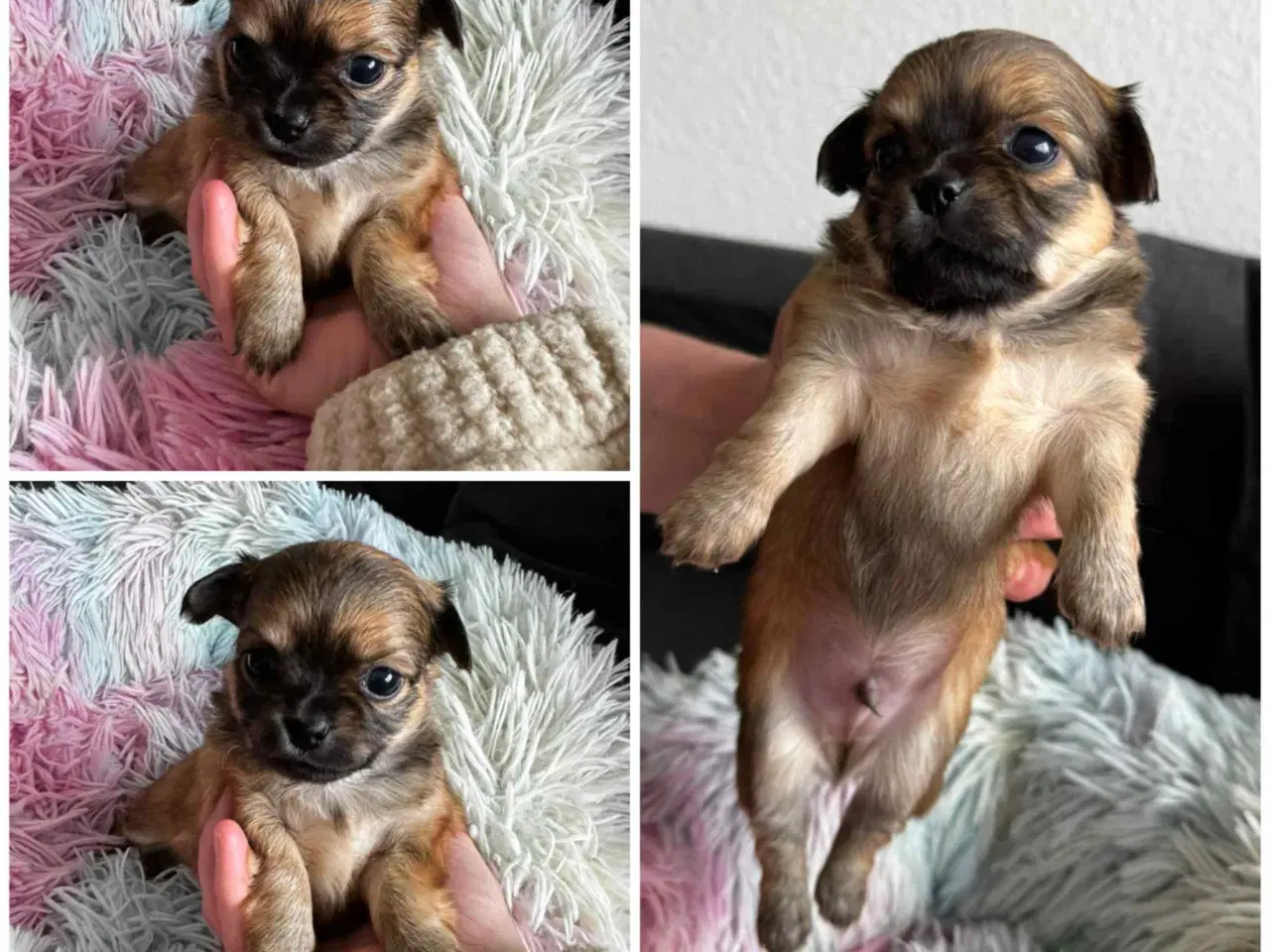 Billede 2 - Hunde hvalpe Chihuahua/pomchi