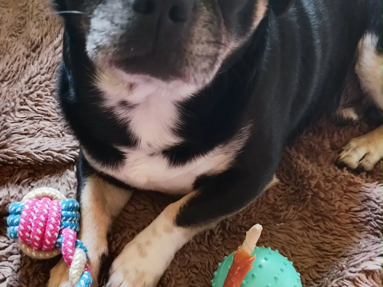 Billede 13 - Skønne 8 ugers små gadekryds