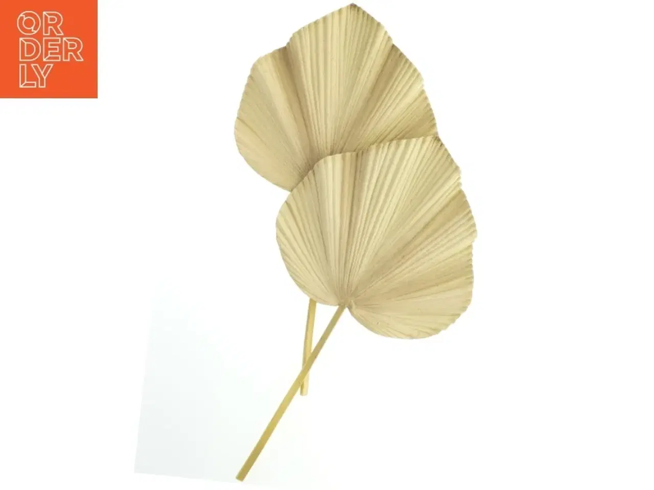 Billede 1 - Tørrede palmeblade (str. Længde. 63 cm bredde. 34 cm)