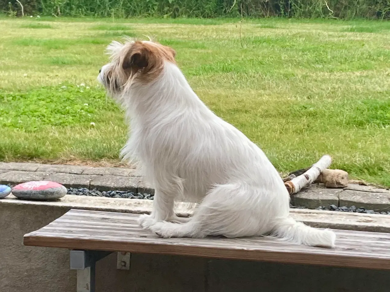 Billede 3 - Trofast følgesvend