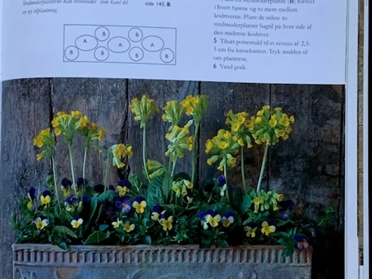 Billede 6 - Den store bog om Planter i potter og krukker