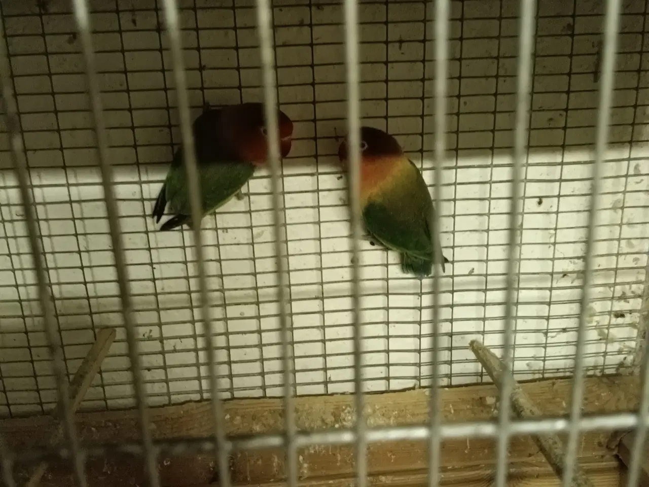 Billede 1 - rød hovedet dværgpapegøjer 10 stk