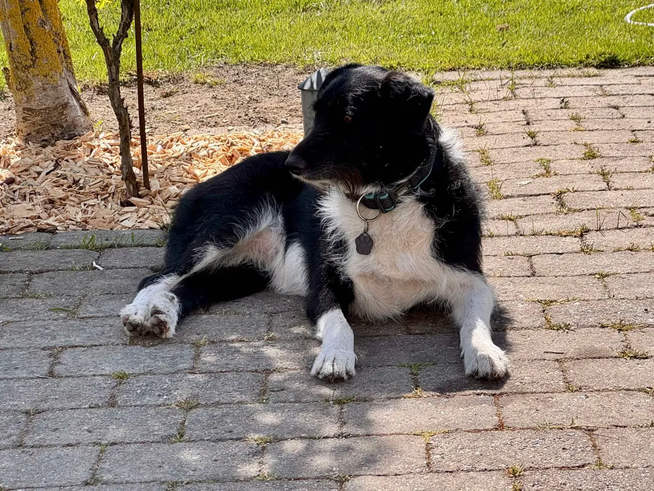 Billede 2 - Dejlige Bella leder efter hjem med hundeven 🫶