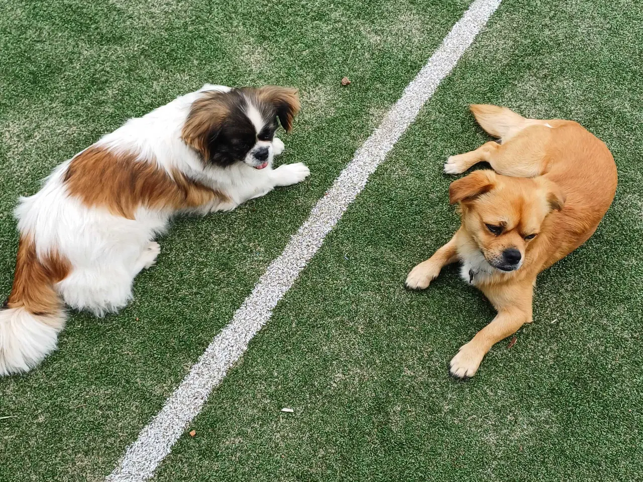 Billede 5 - Hvalpe søger nyt hjem 