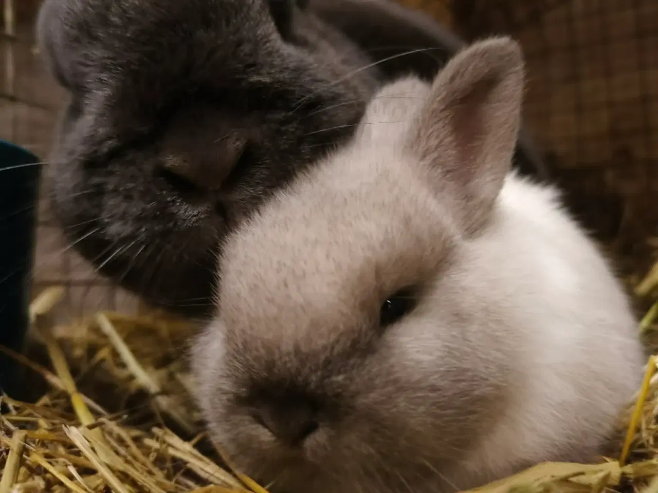 Billede 1 - Smuk zobel hermelin/rex 