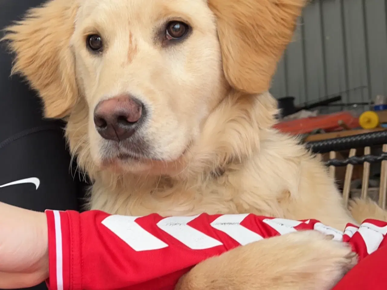 Billede 13 - Golden Retriever hvalpe