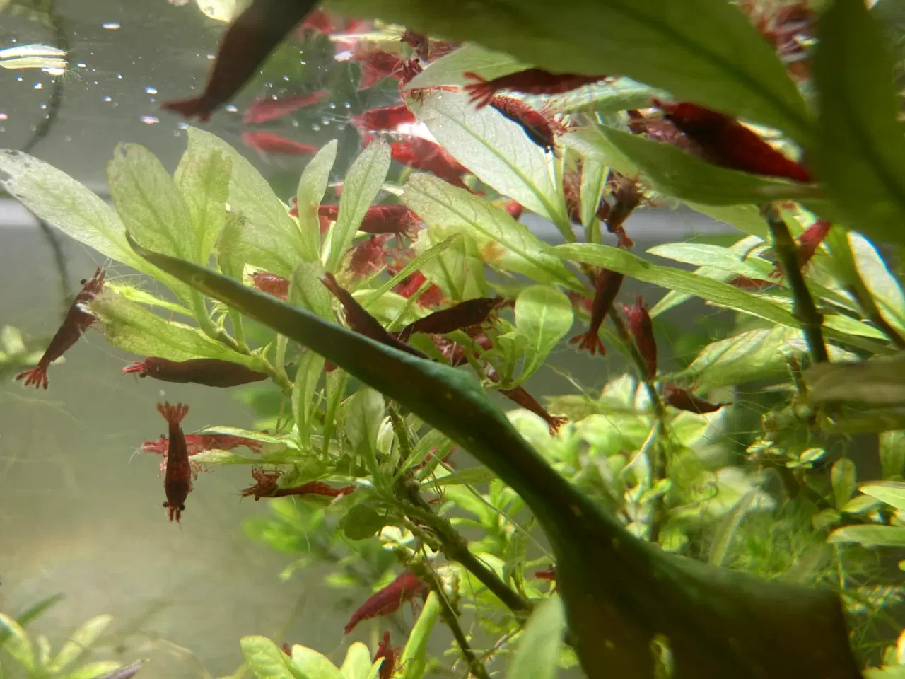 Billede 3 - Neocaridina davidi – Bloody Mary