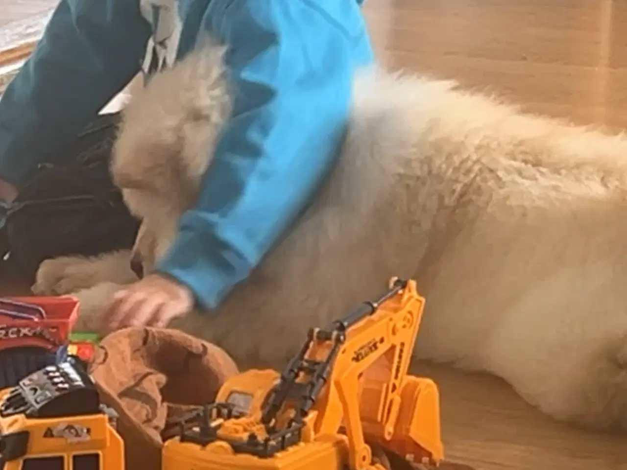 Billede 3 - 💕 Chow chow pige søger kærligt hjem med tid og om