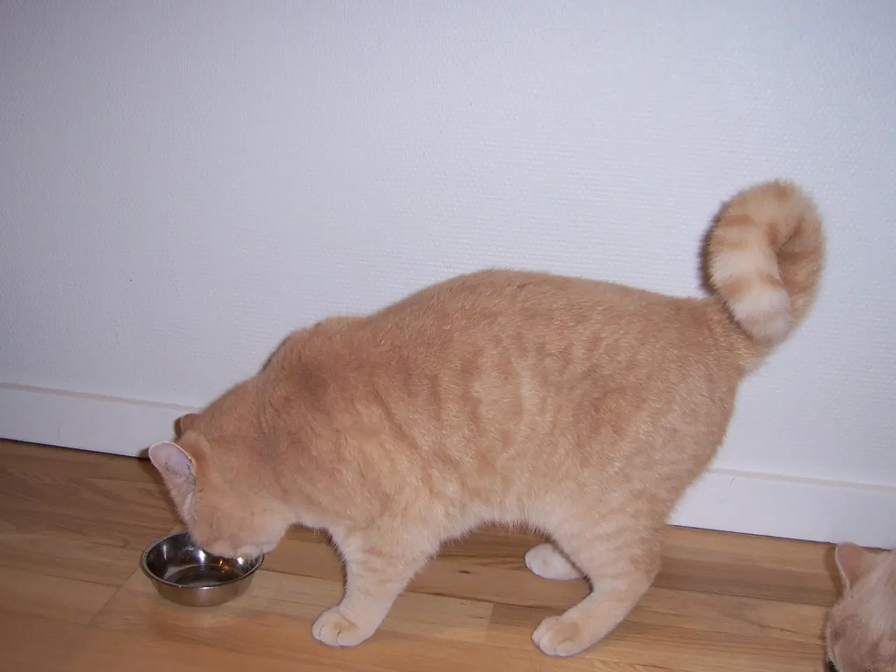 Billede 3 - British Shorthair - 2 kammerater søger nyt hjem.