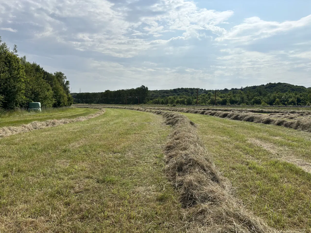 Billede 3 - Frisk hø med analyse