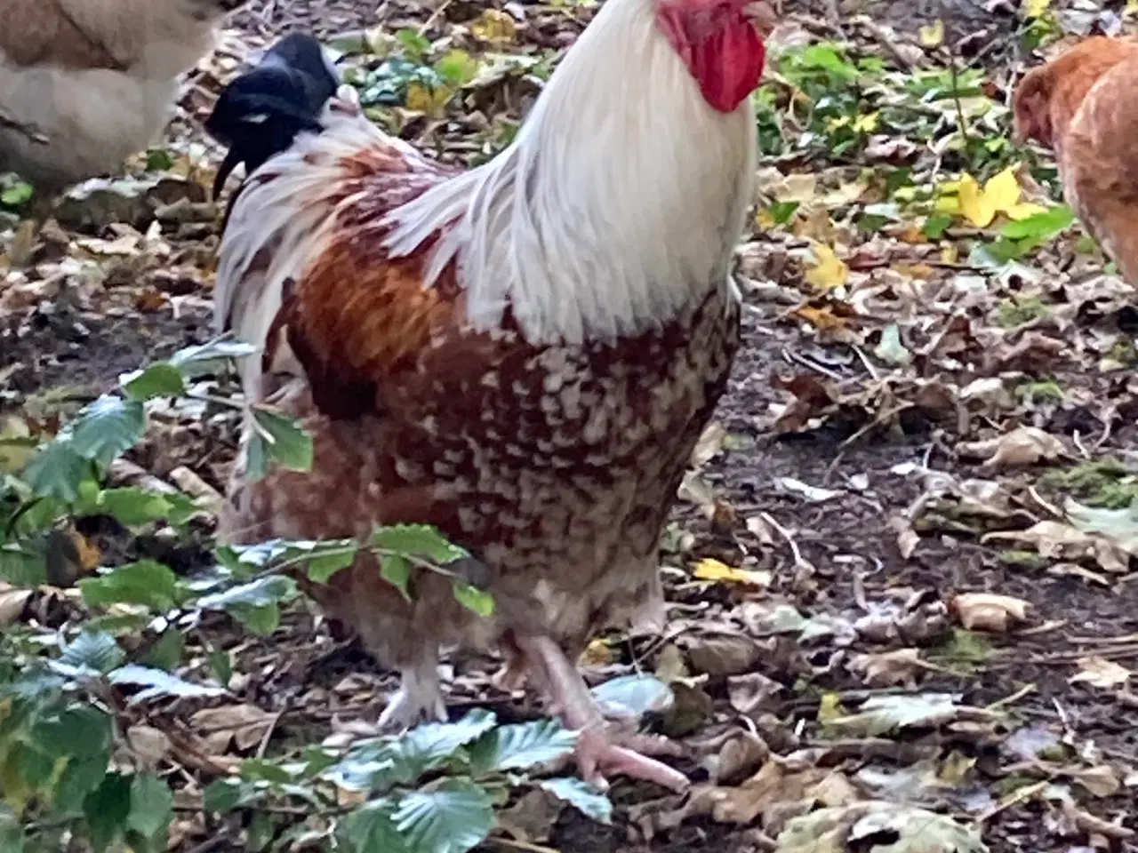 Billede 1 - Vi har for mange haner.