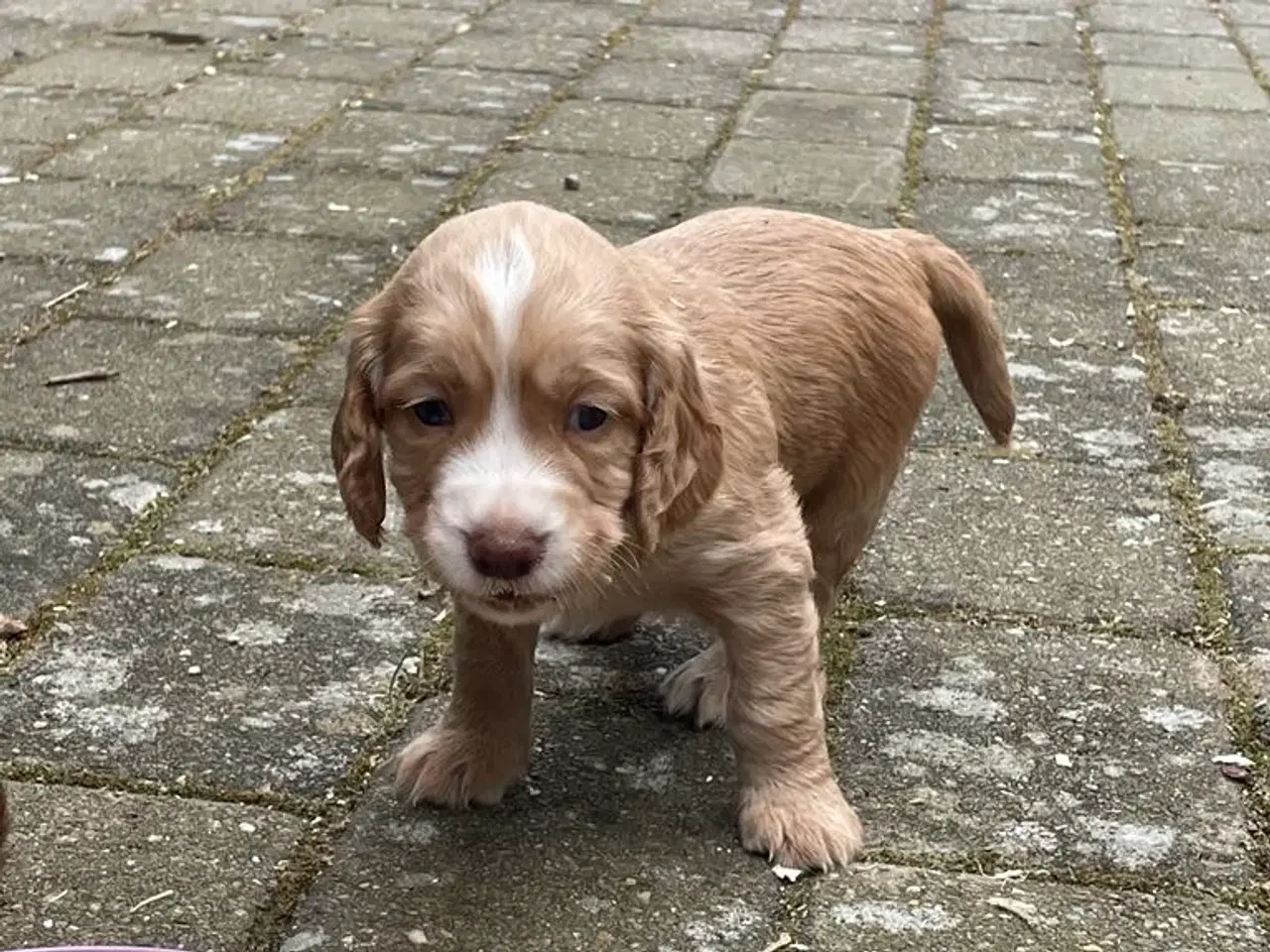 Billede 3 - FT Cockerspaniel hvalpe.