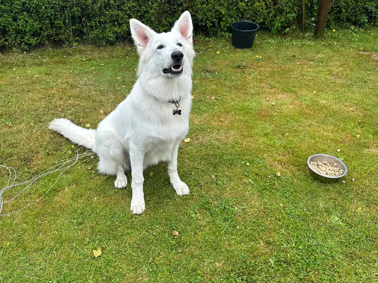 Billede 4 - Hvid Schweizisk Hyrdehund 