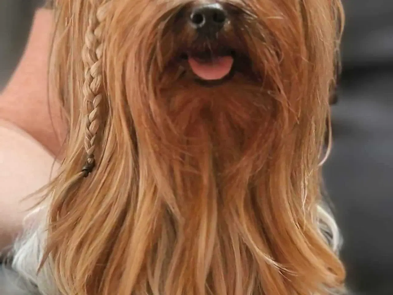 Billede 2 - Yorkshire terrier. 