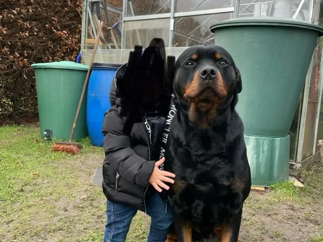 Billede 11 - Rottweiler hvalpe 
