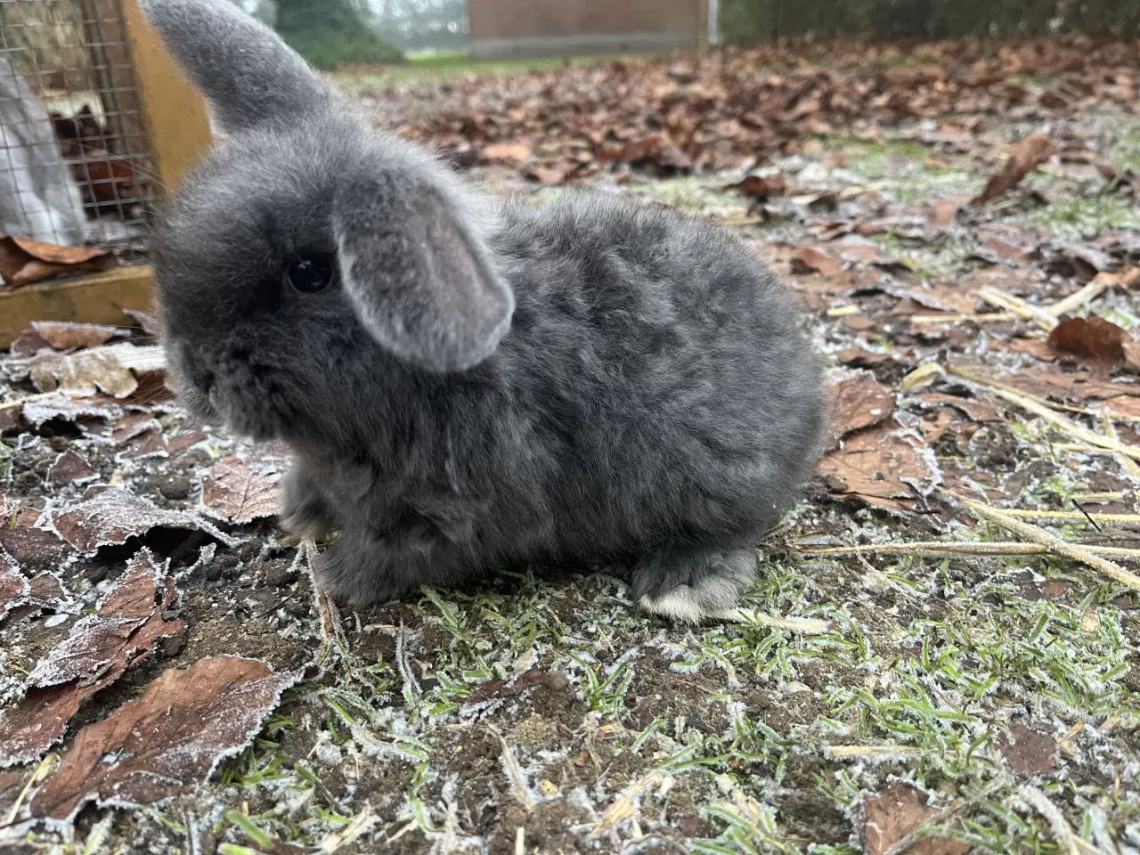 Billede 1 - Lionlop kaninunge børnevant og tam.