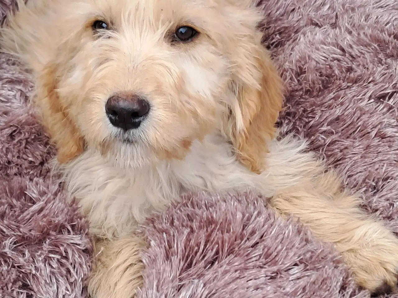 Billede 1 - 4 lækre golden retriever blandinger tilb