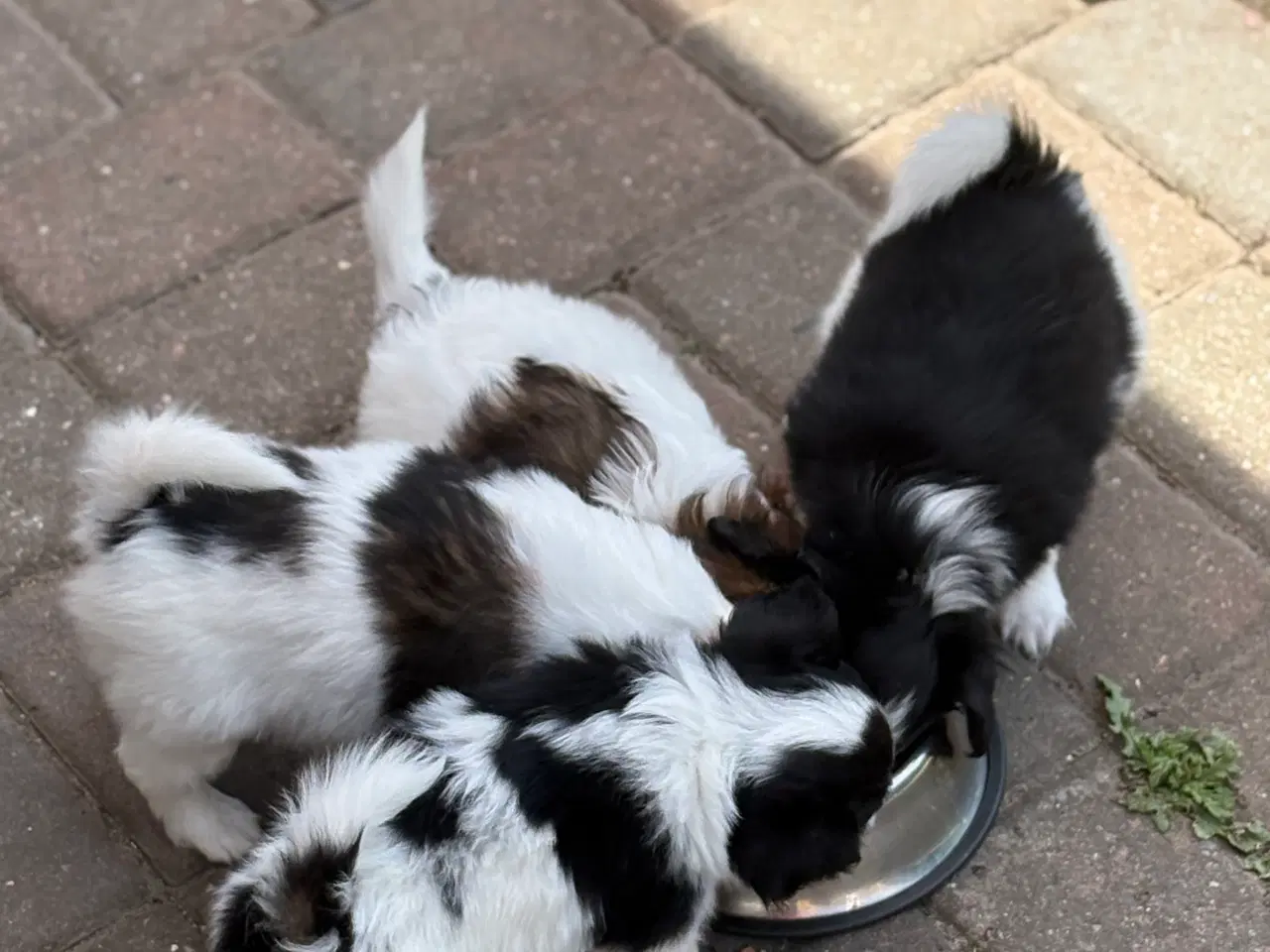 Billede 11 - 3 Papillon/Phalene bamser søger kærlige hjem