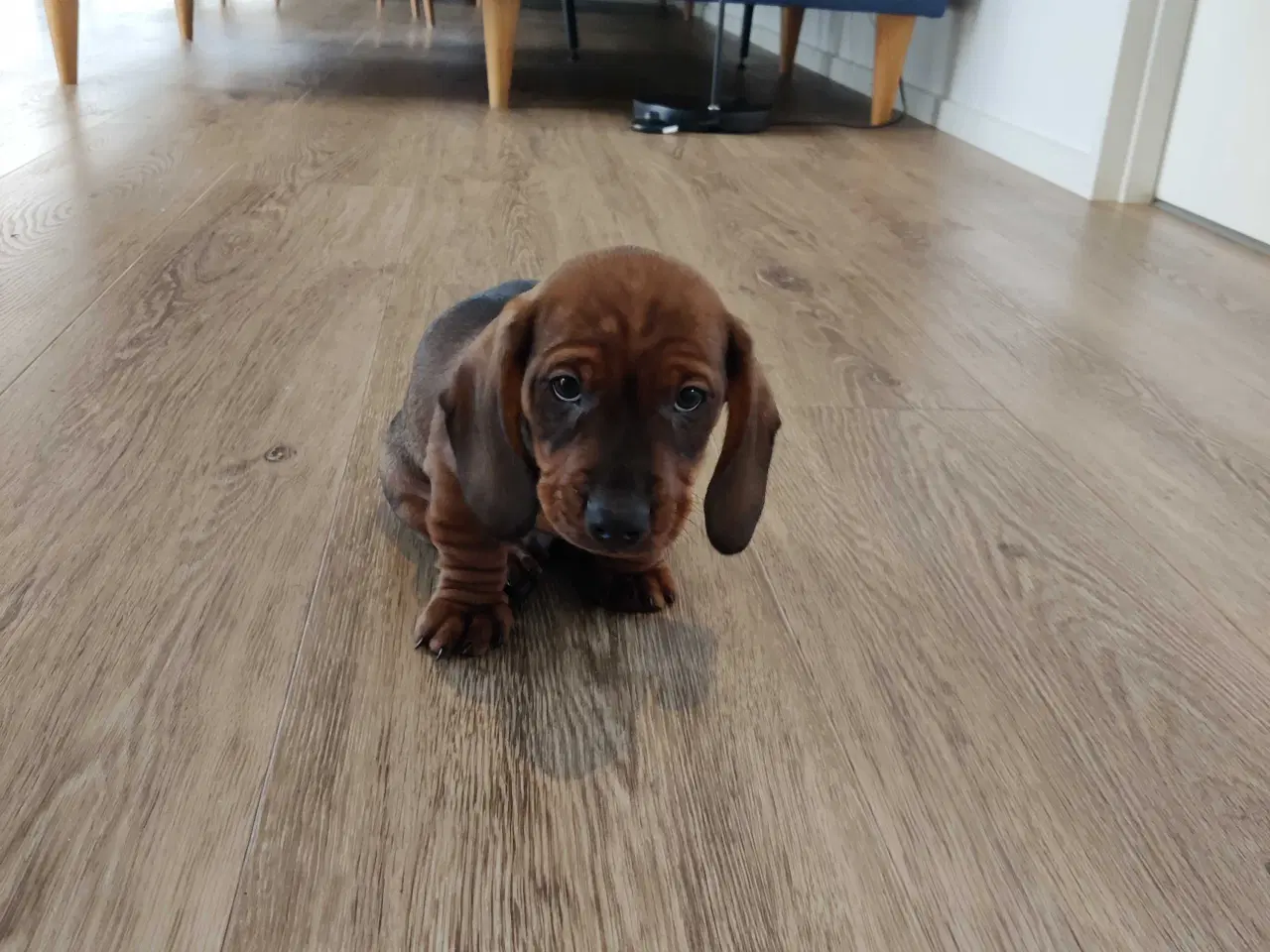 Billede 4 - Gravhund hvalp 