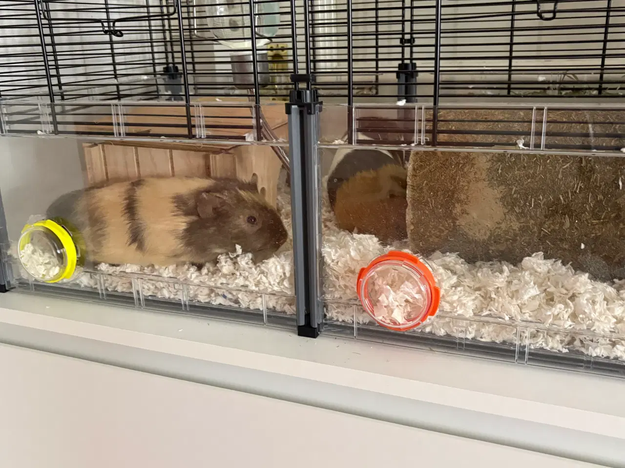 Billede 17 - To Han marsvin og tilbehør 