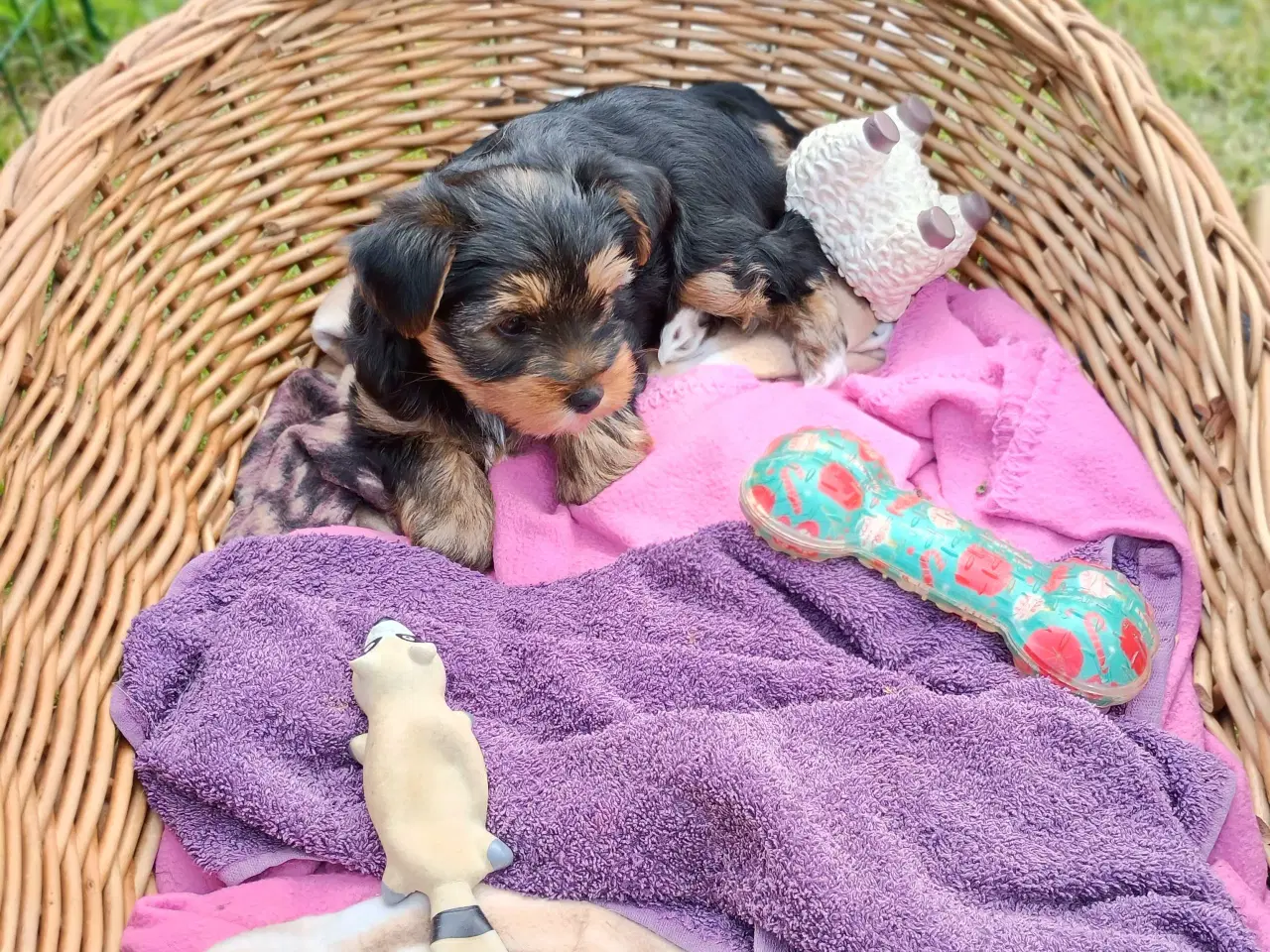 Billede 3 - Yorkshire Terrier Hunde hvalp